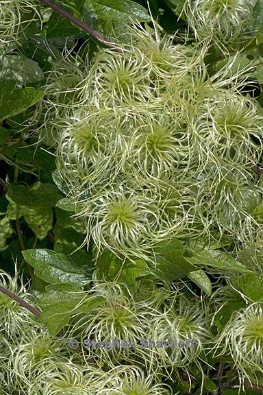 clematis lasiantha 7 graphic